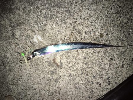 太刀魚×5、青物不発